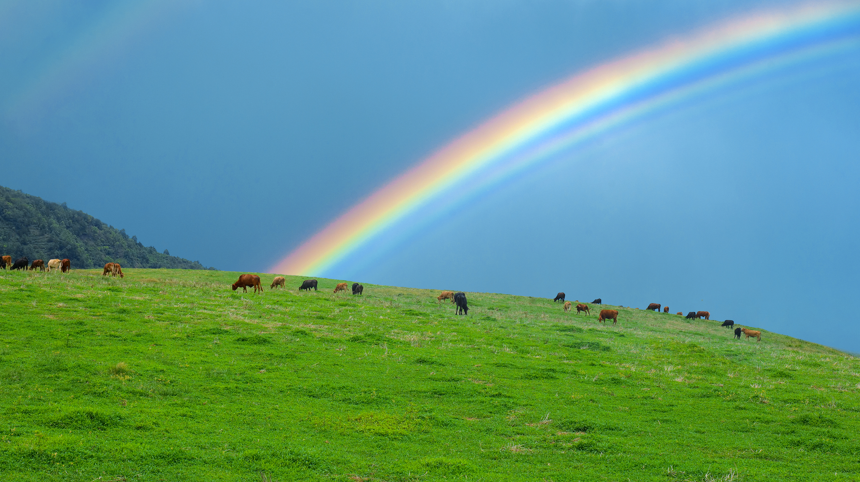綠美東山：綠色蛻變，產業發展新亮點
